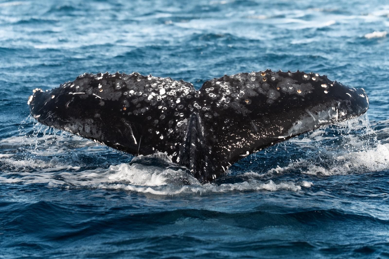 The Signature Whale Expedition