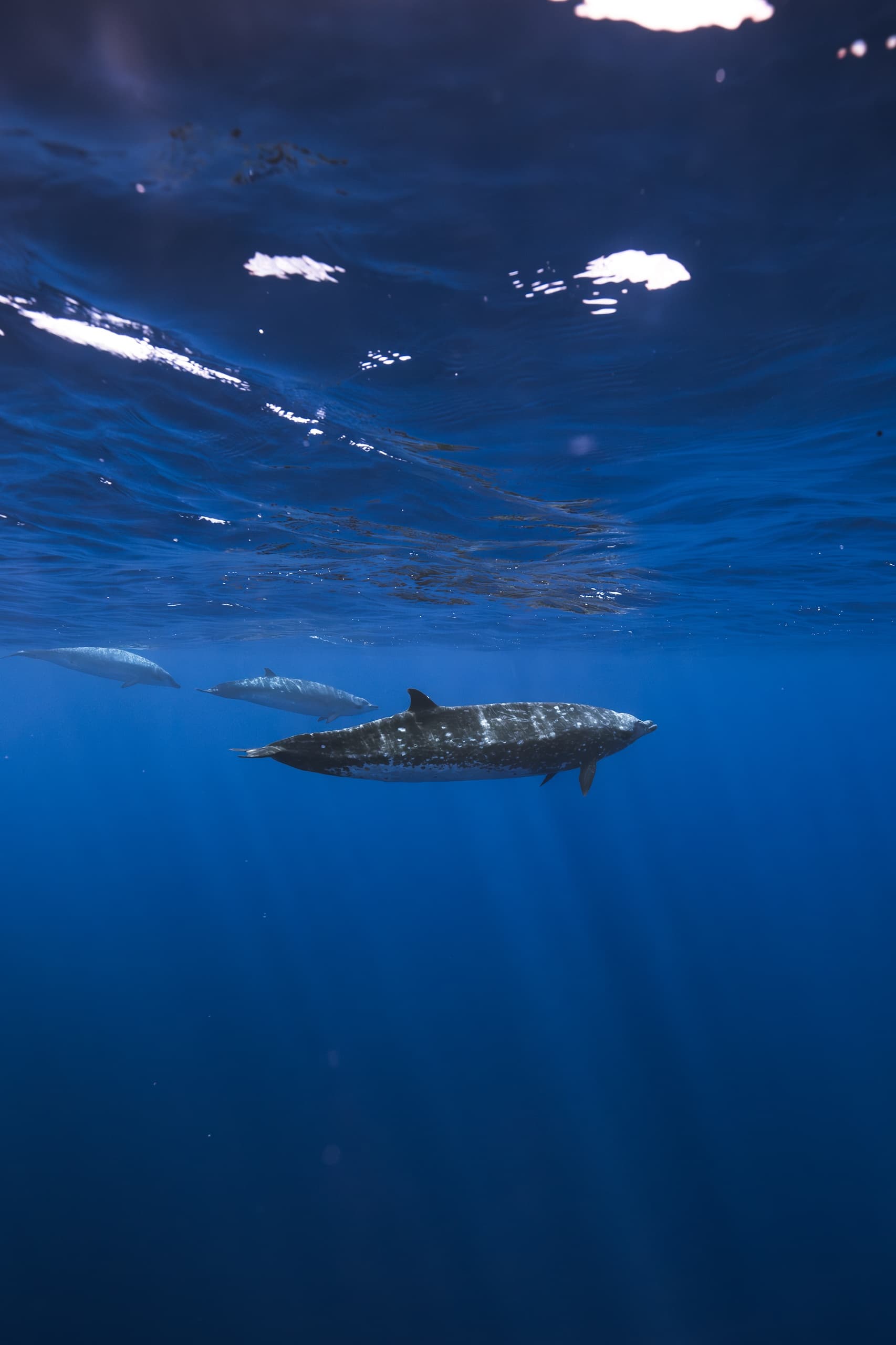 Cetacean Observation