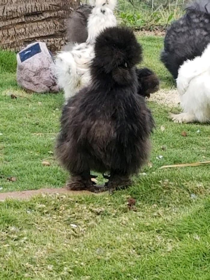 Earth Repair at Maui Majesty