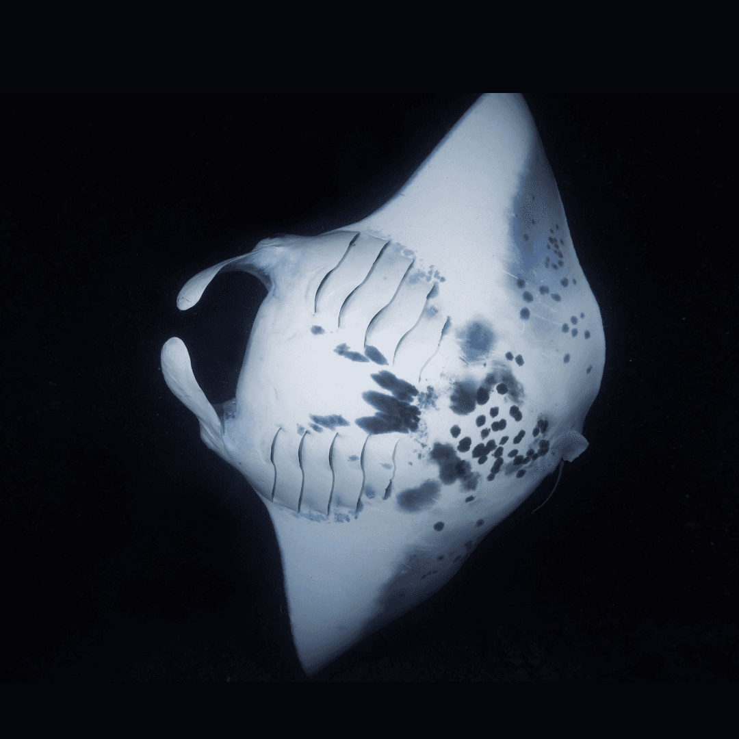 Sunset, Mantas, and Stargazing Private Charter