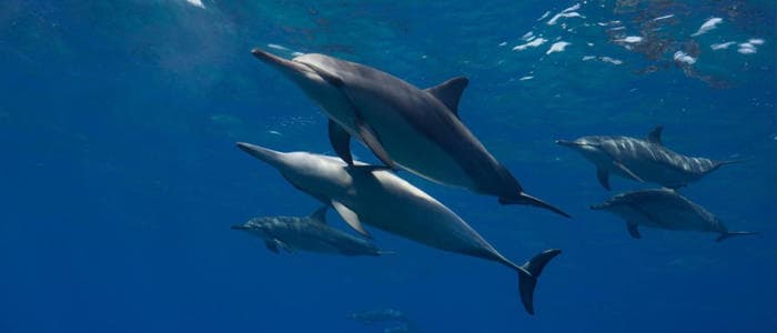 Coastal Marine Life and Snorkeling