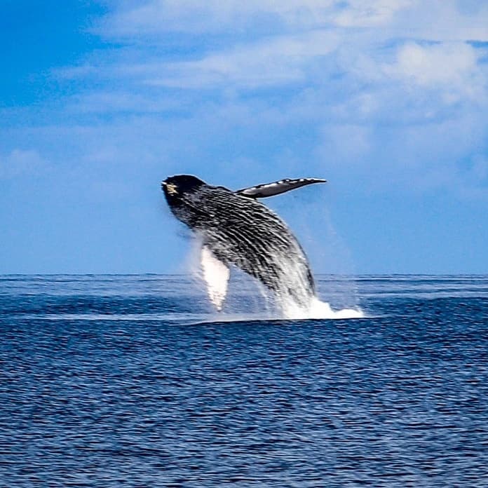Maui Luxury Whale Watch