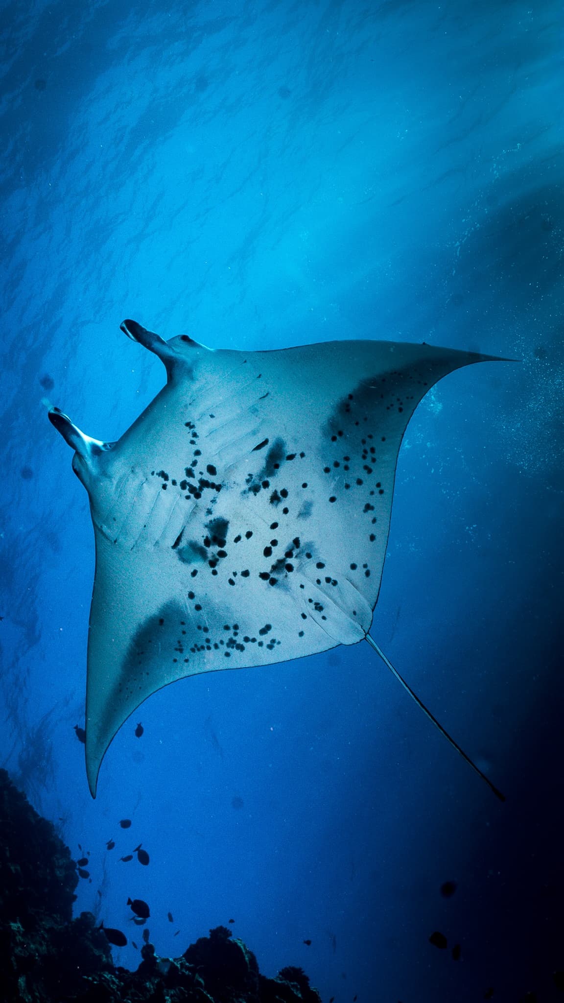 2 Tank Lanai Cathedral Dive by Boat