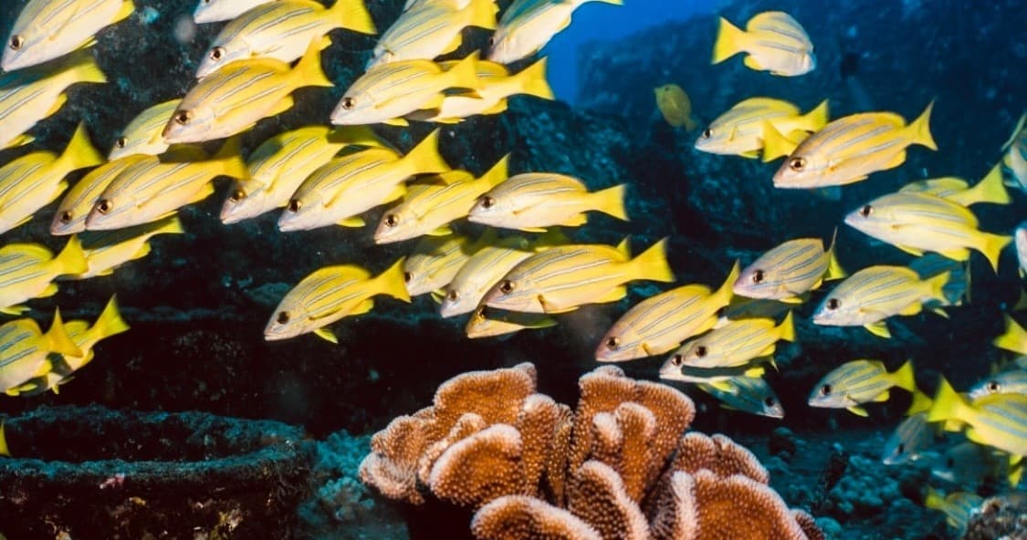 Sunrise Turtle Snorkel