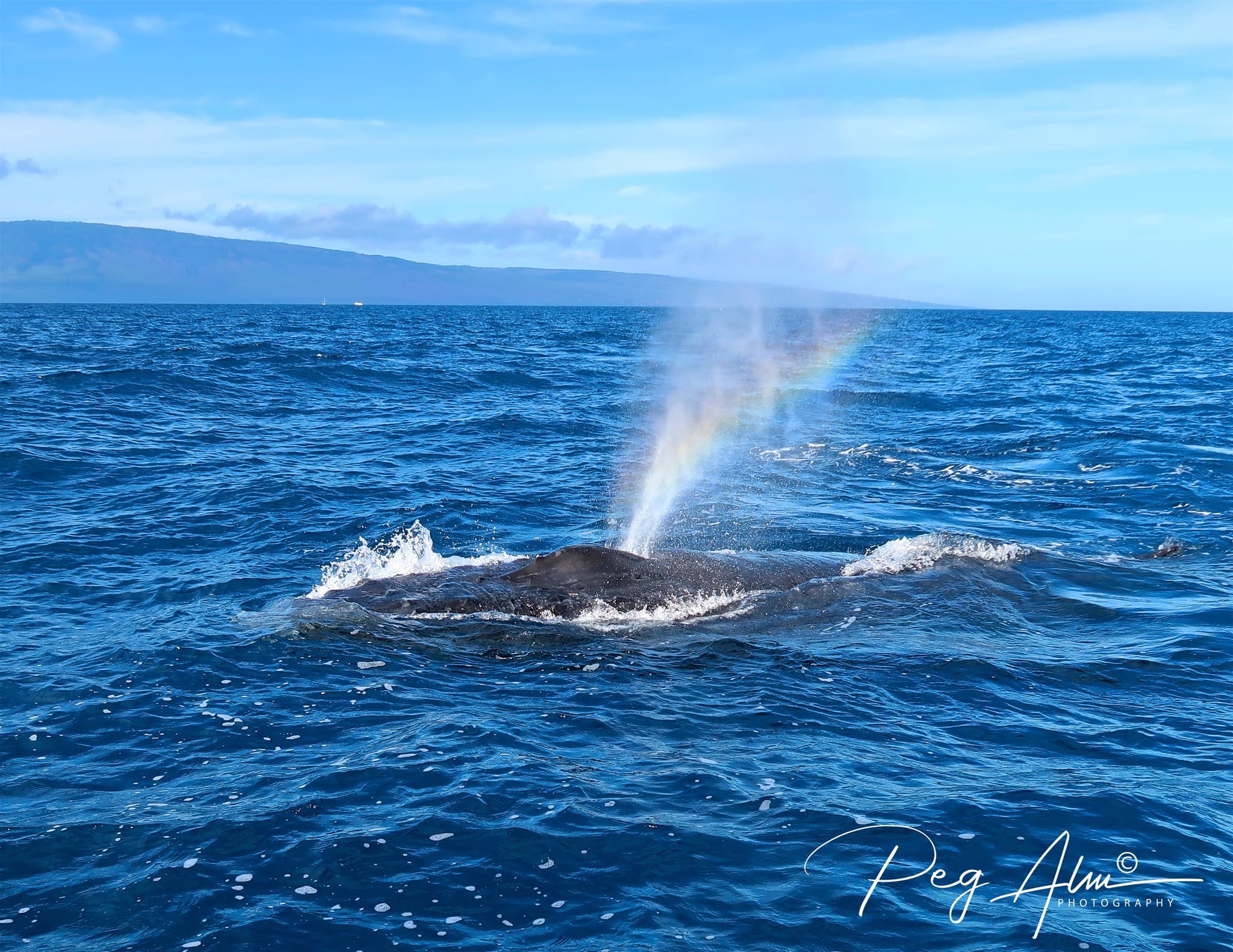 Paddleboard - Private “Whale” of a Whale Watch