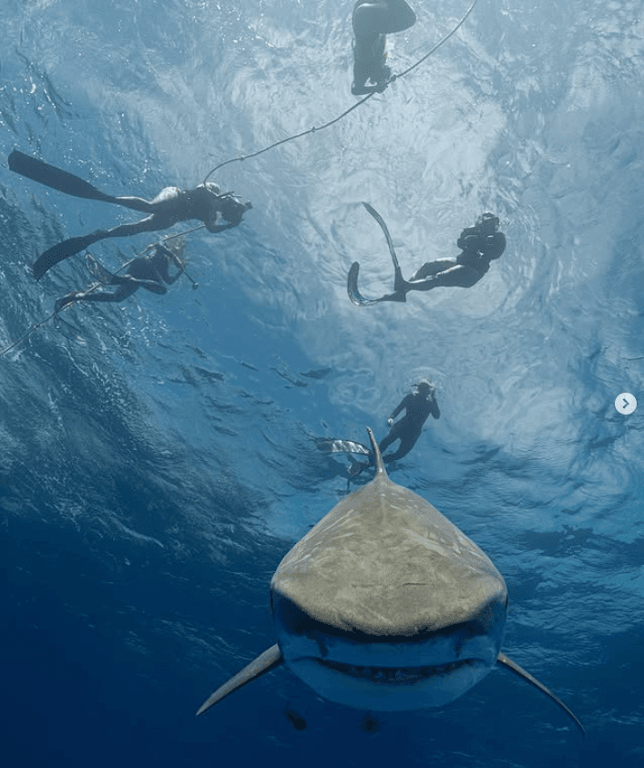 Open Water Shark Dive