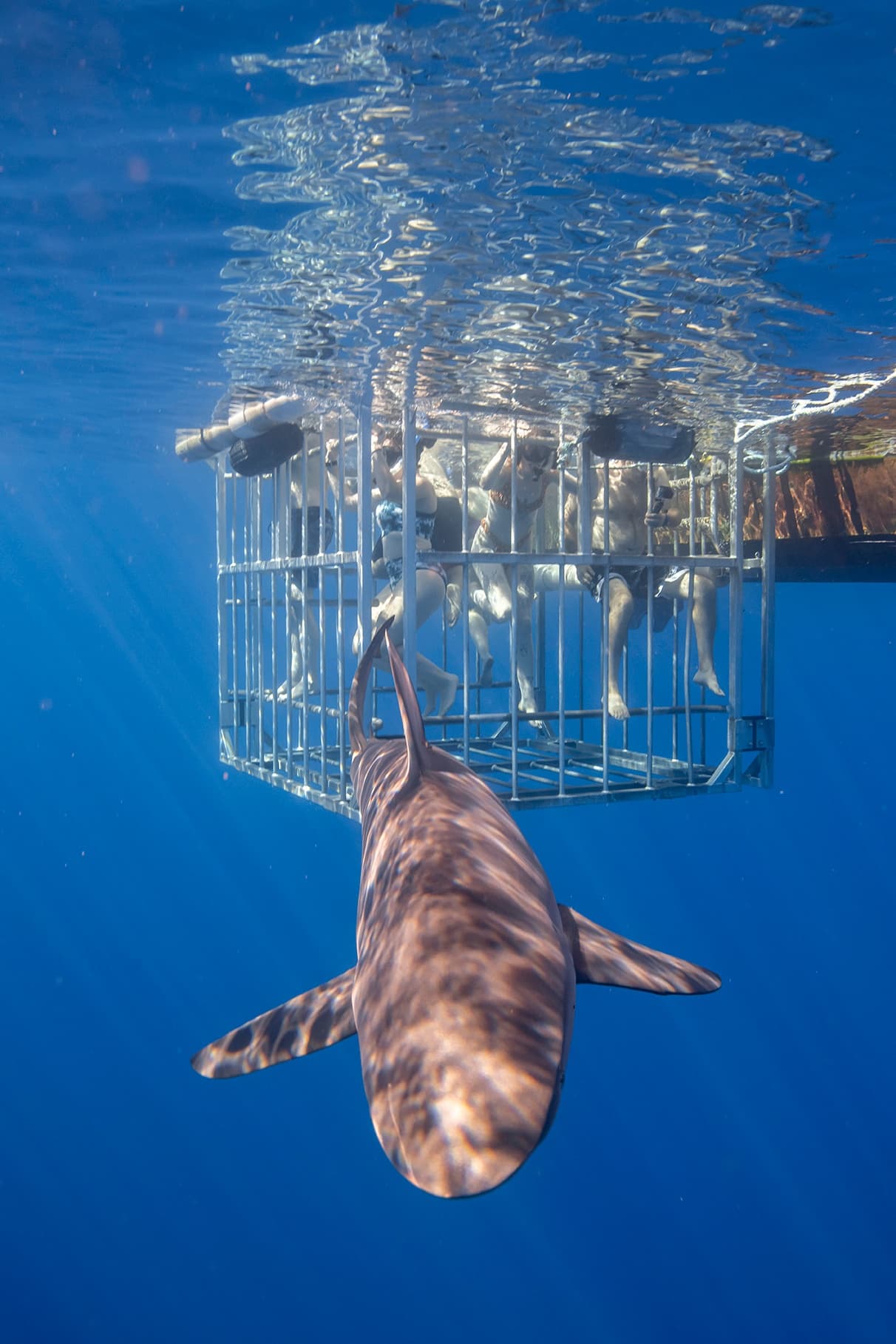 Shark Cage Tour Photos