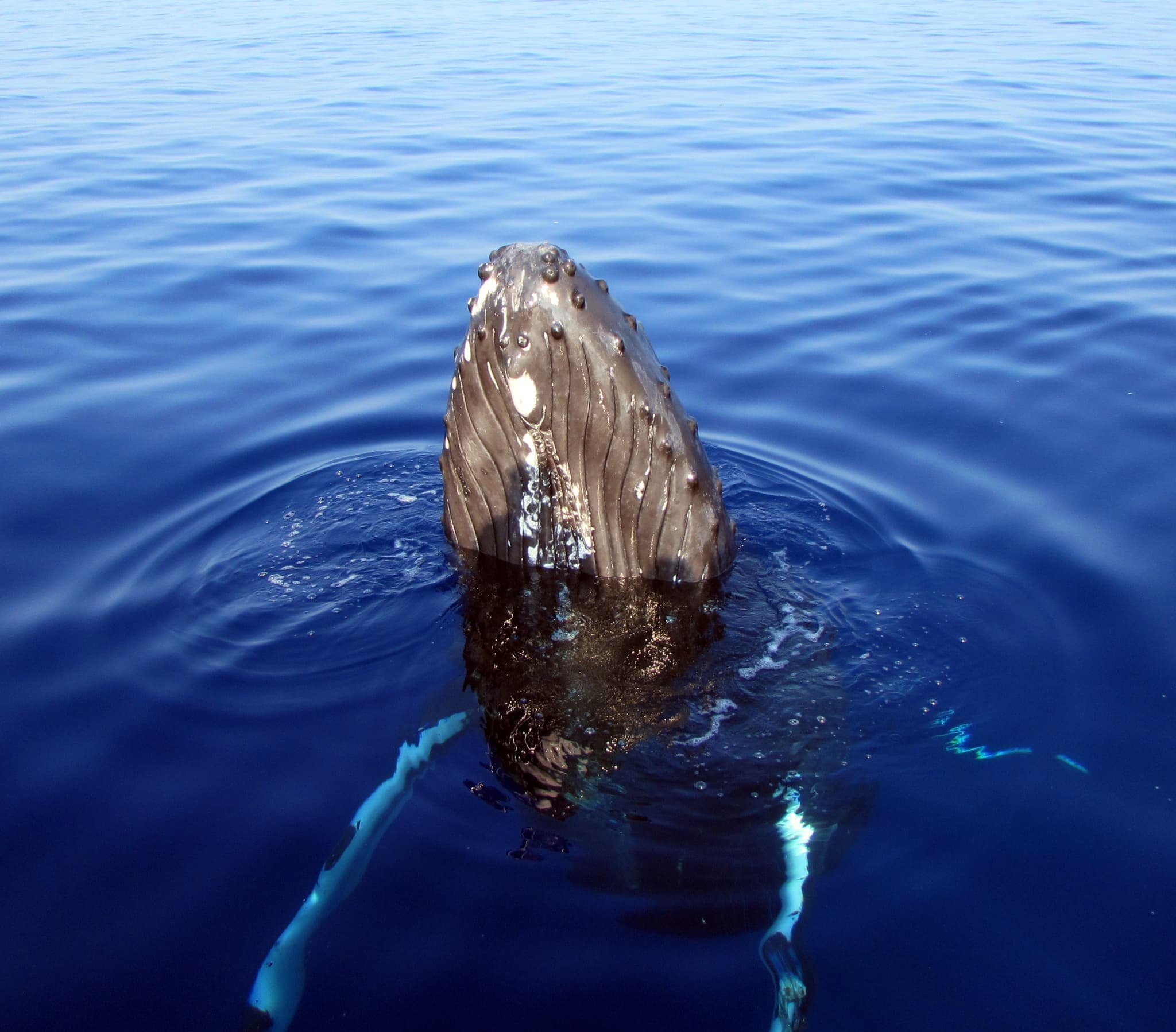 Late-Morning Whale Watch departing Anaeho'omalu Bay