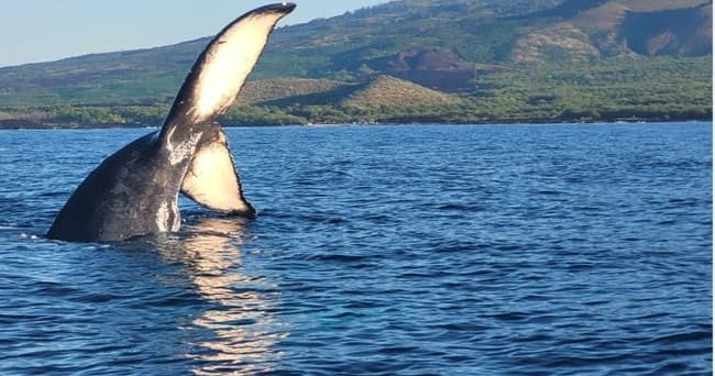 Molokini Snorkel & Whale Watching (2.5 Hours)
