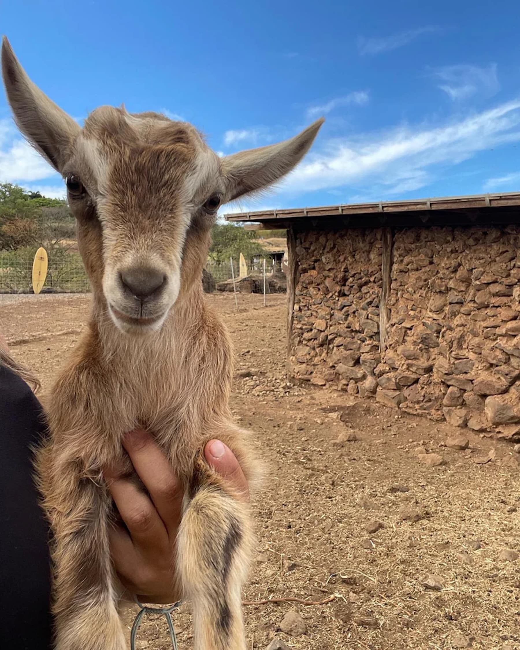 “Kid” Goat Interaction Experience