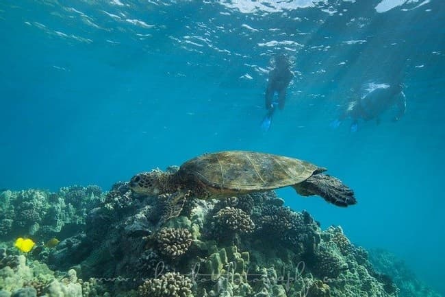 Dolphin Viewing and Turtle Snorkel
