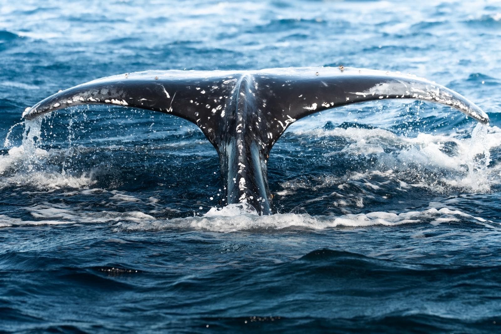 The Signature Whale Expedition