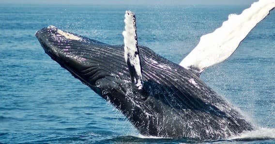 Whale Watch and/or Scenic Wildlife Tour