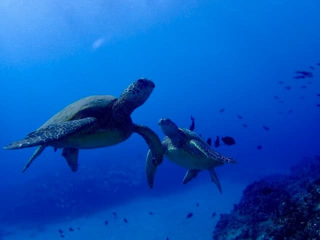 Rainforest to Reef tour:  Half-Day