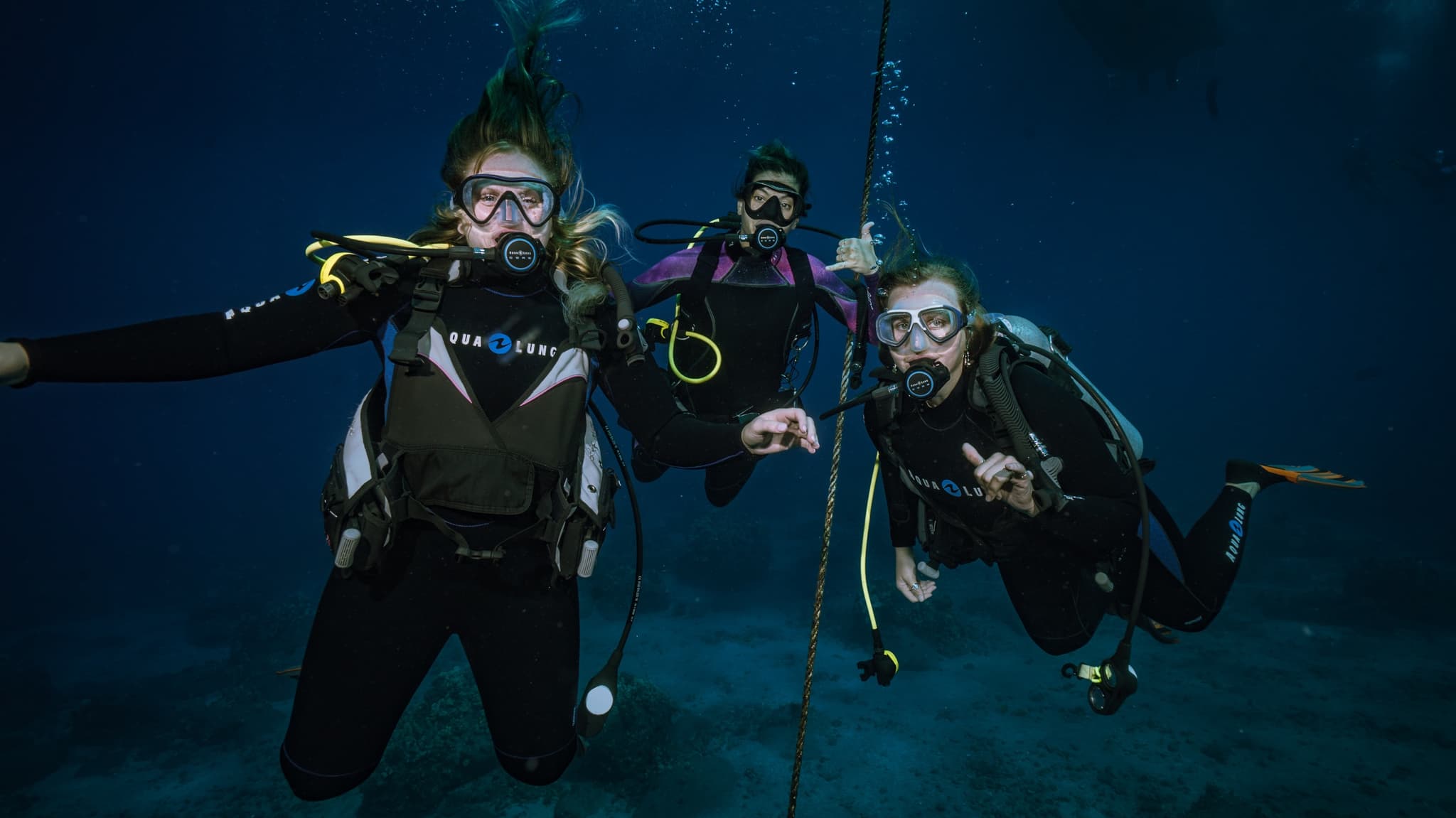 Shark and Turtle Dive for Certified Divers from Shore