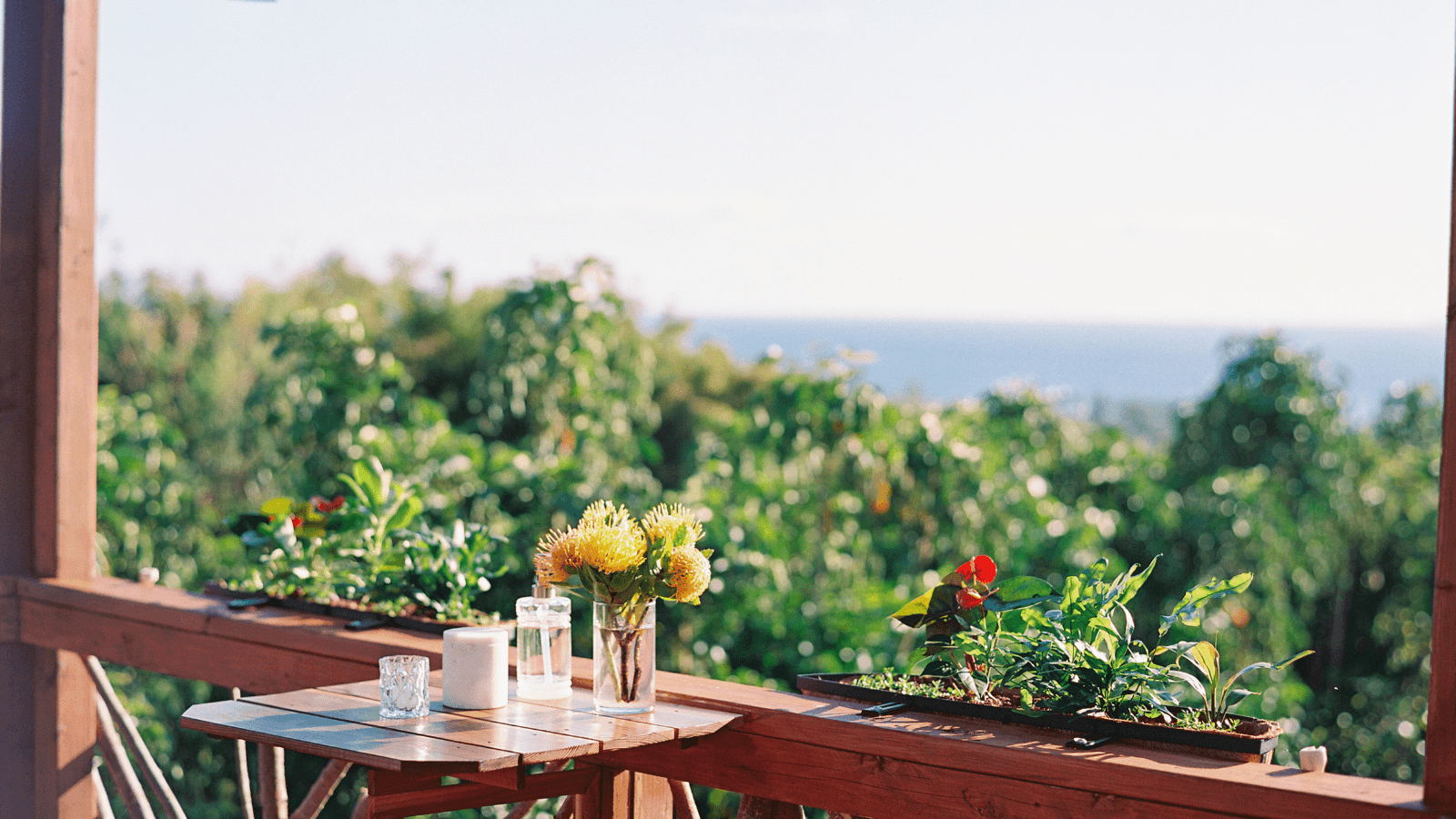 Cacao Farm Tour & Treehouse Lunch