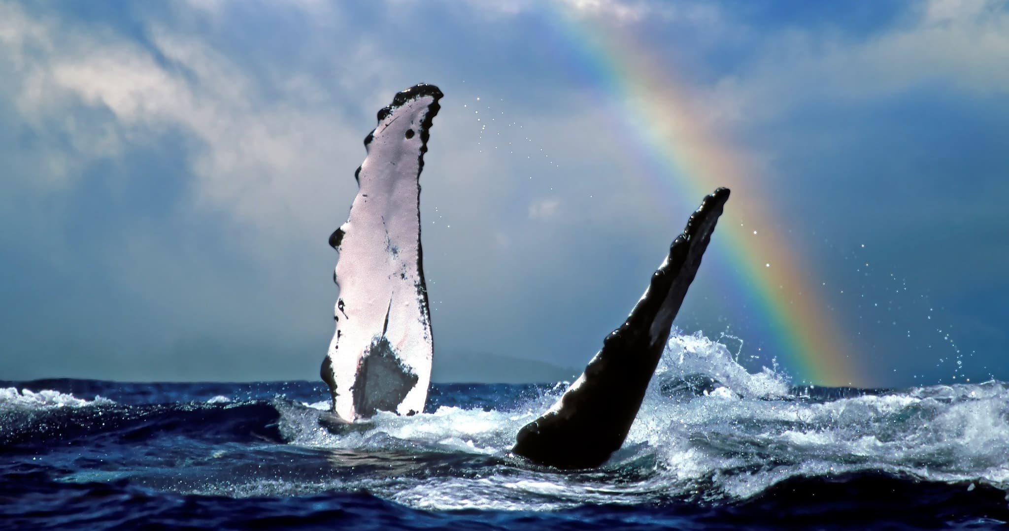 Waianae Whale Watch Tour