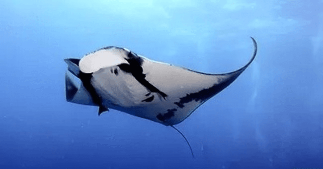 Manta Ray Snorkel & Sunset Tour