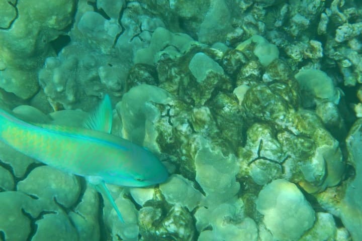 Deluxe Morning Kayak & Snorkel Kealakekua Bay