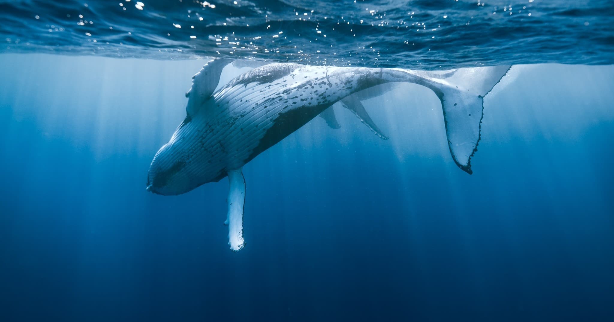 Private Whale Watching Waikiki "Keanuenue"