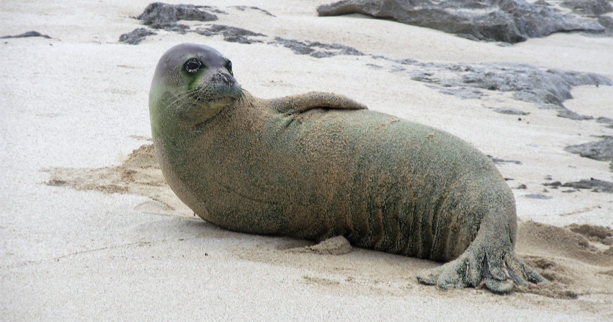 Virtual Online Class of Hawaiian Monk Seal