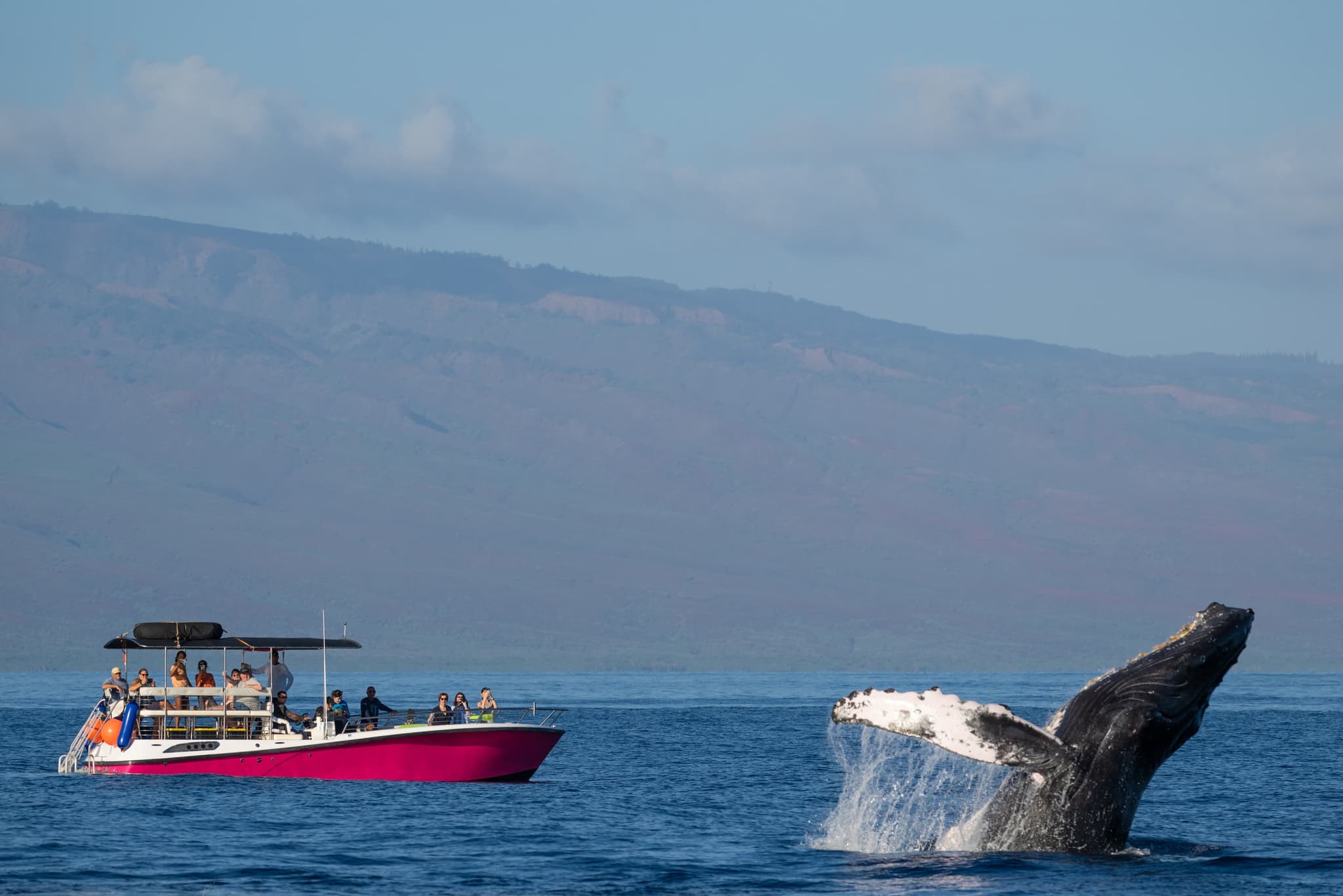 8:50 Prime Time Whale Watch