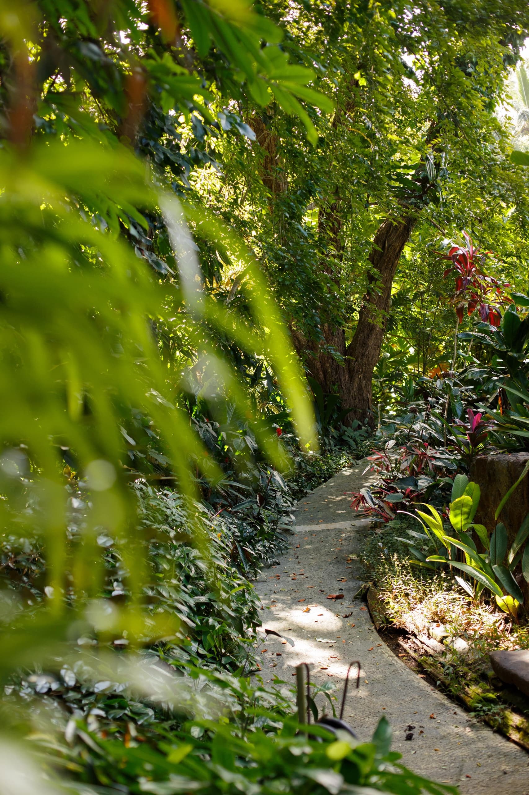 Forest Bathing in an Artistʻs Garden