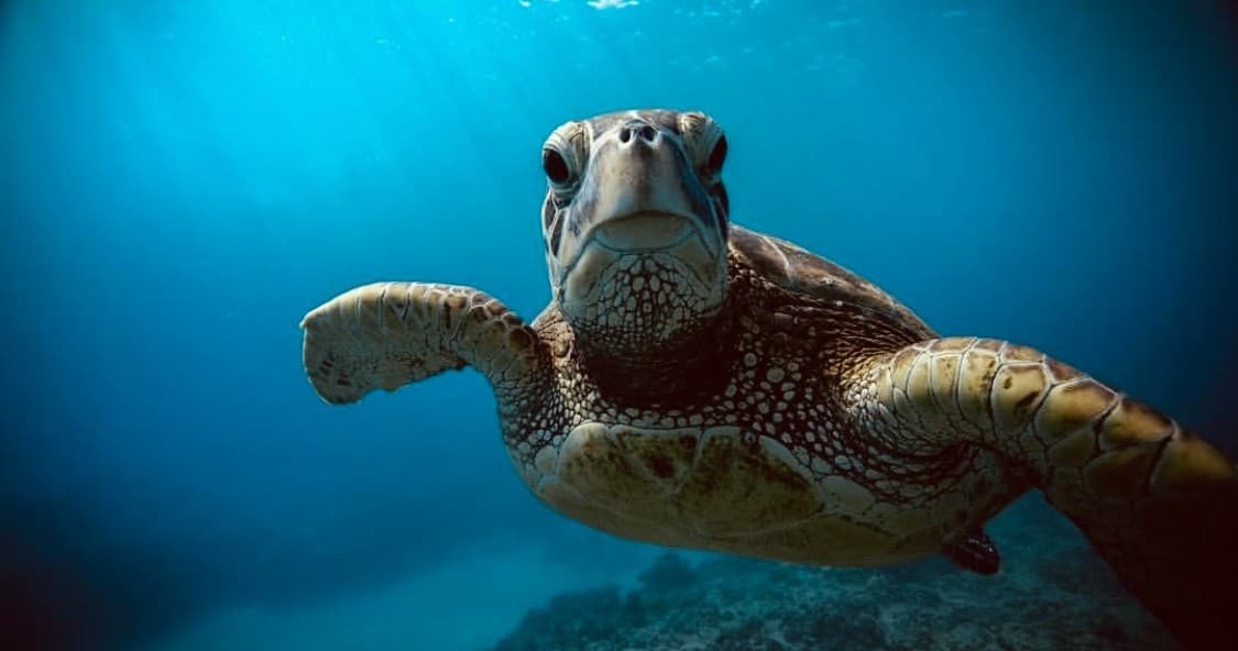 Sunrise Turtle Snorkel