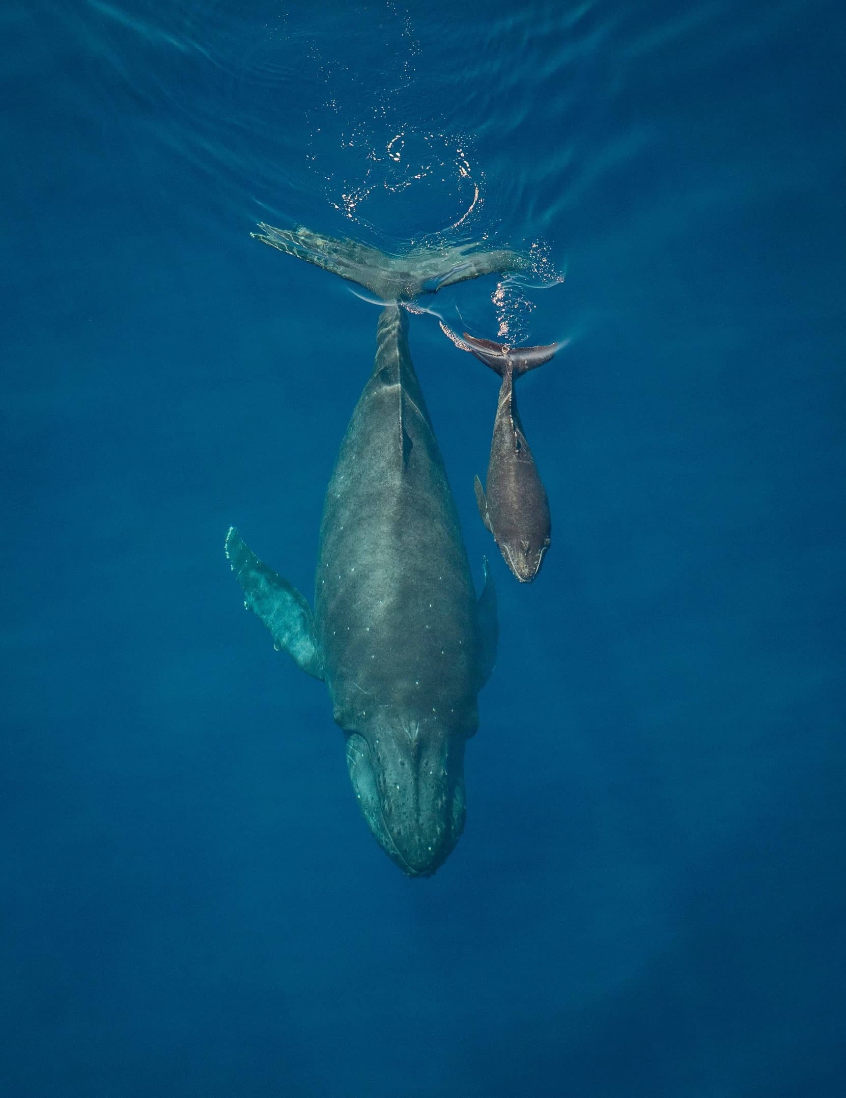 2 HOUR Whale Watch Photography Expedition