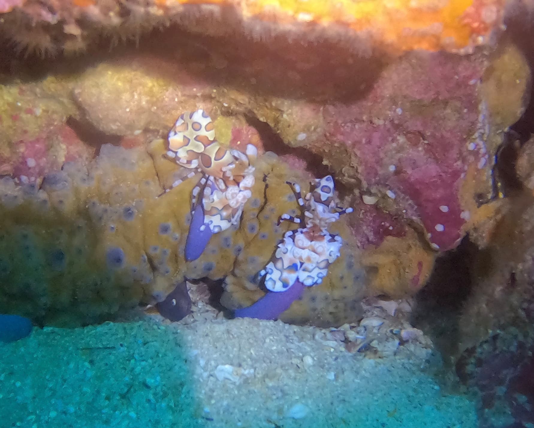 Private Certified Dive Adventure