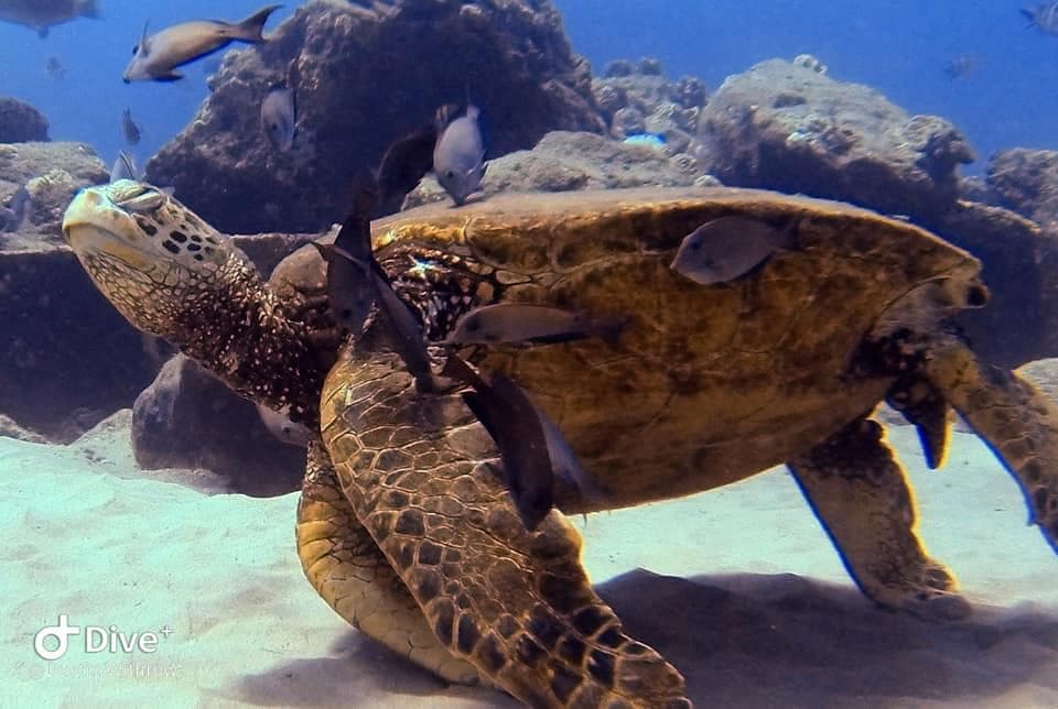 DIVER ADVENTURE - Private Group