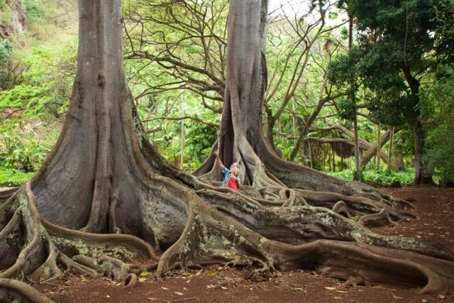 Allerton Garden at Sunset