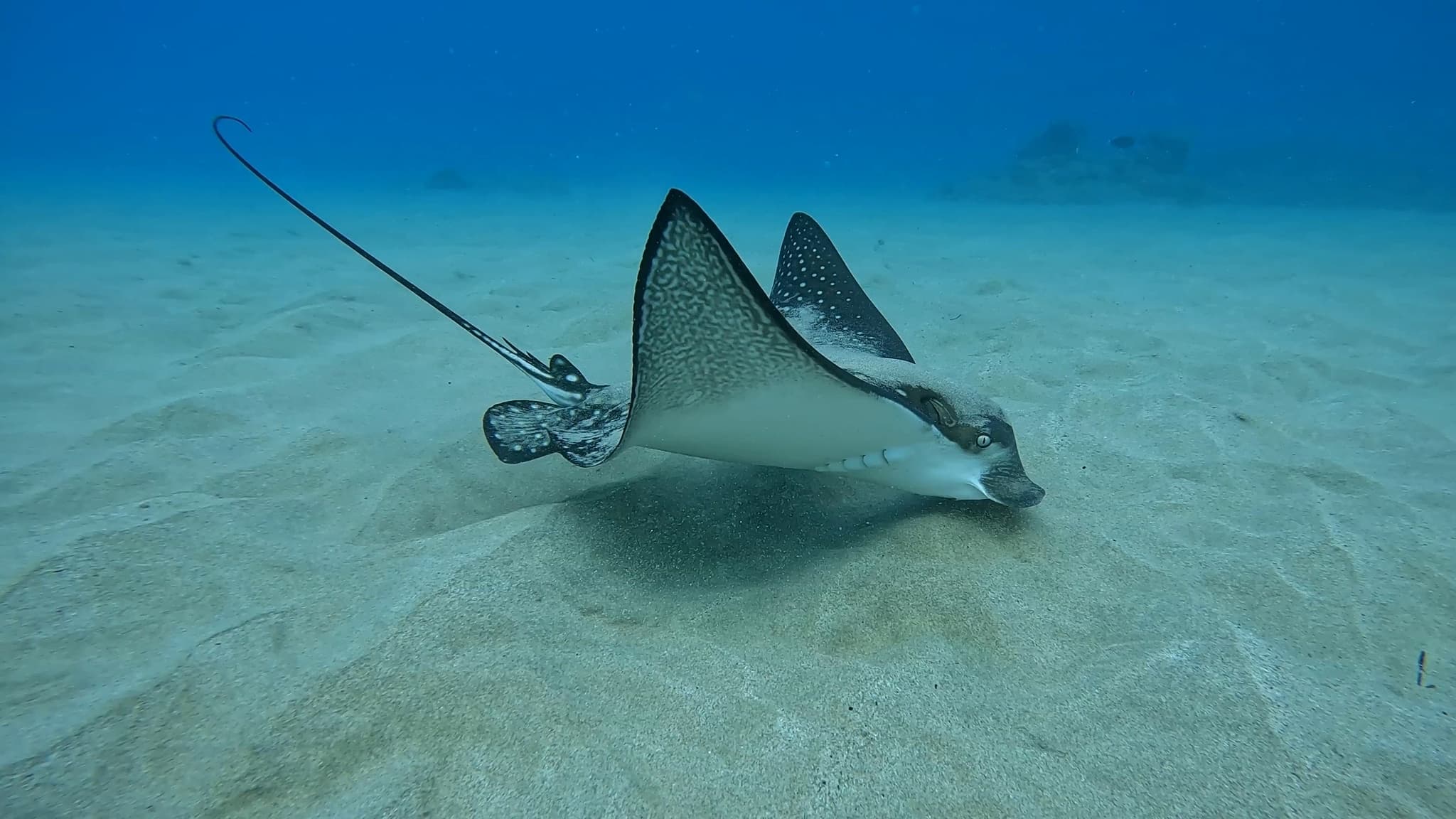 Shipwreck and Reef Dives