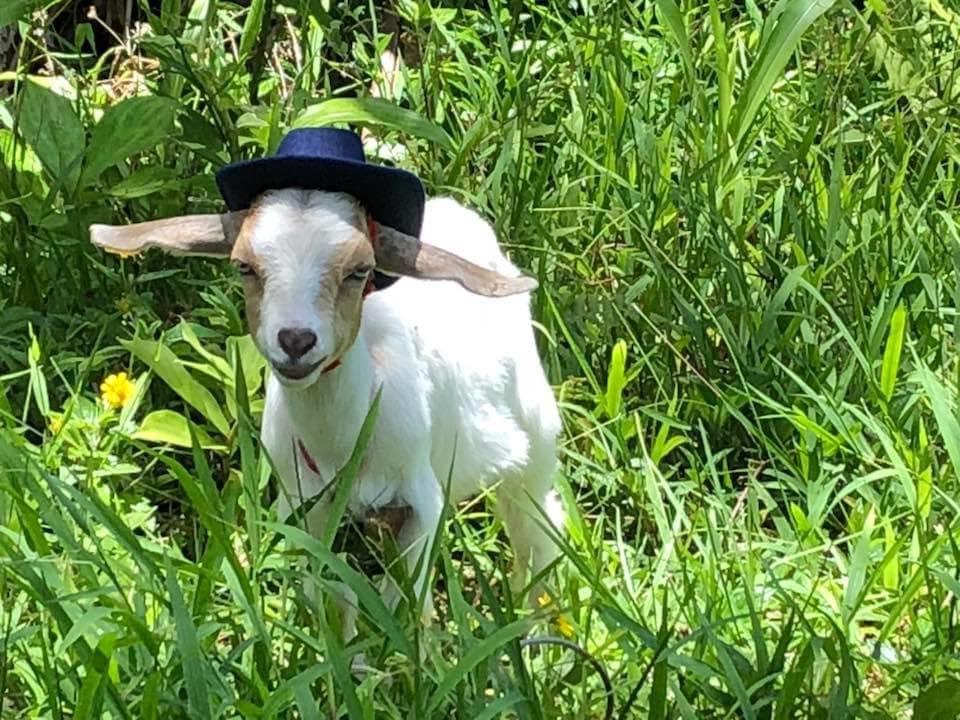 Cacao Farm Tour & Chocolate Tasting