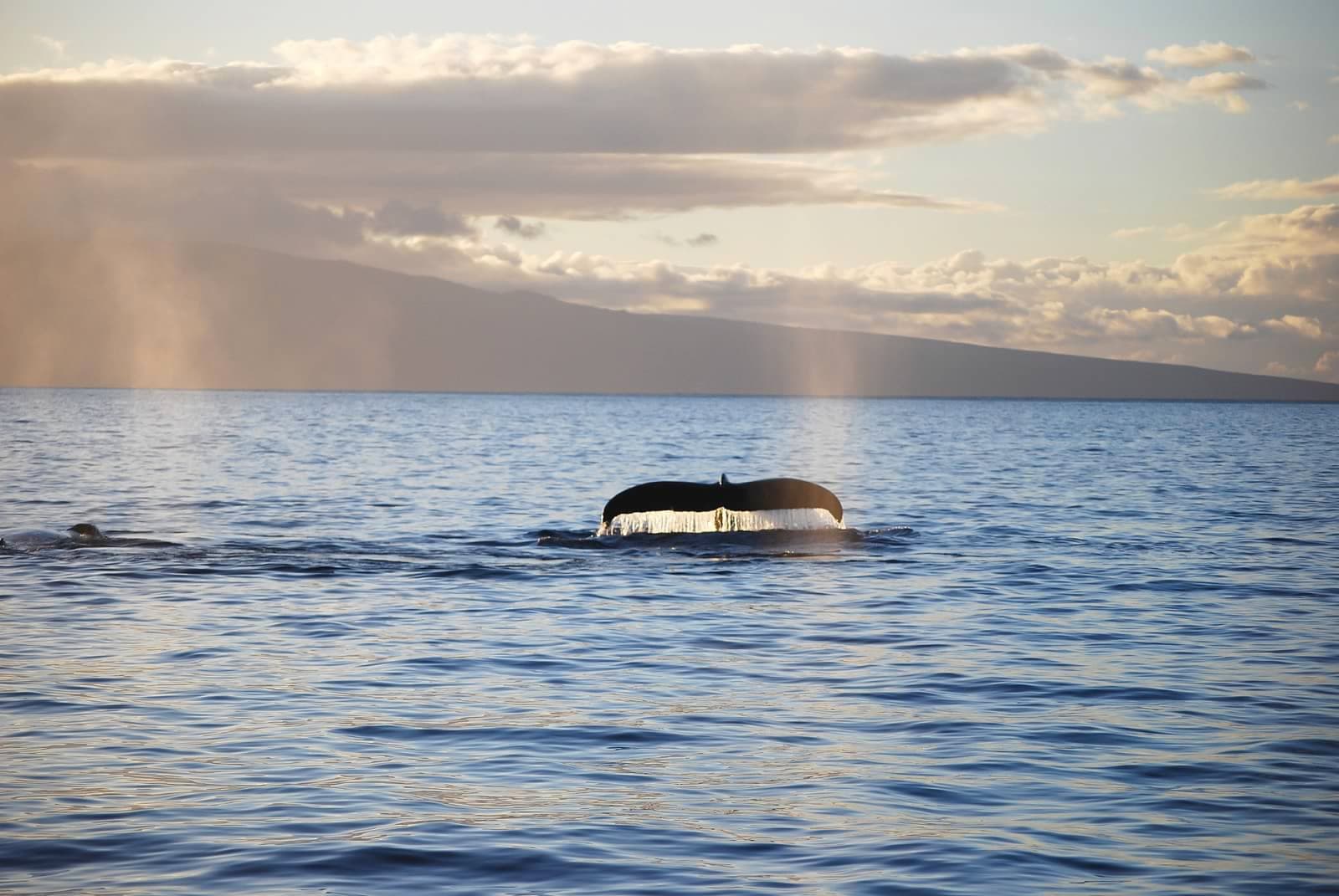 Pride of Maui: Afternoon Whale Watch Snorkel Tour