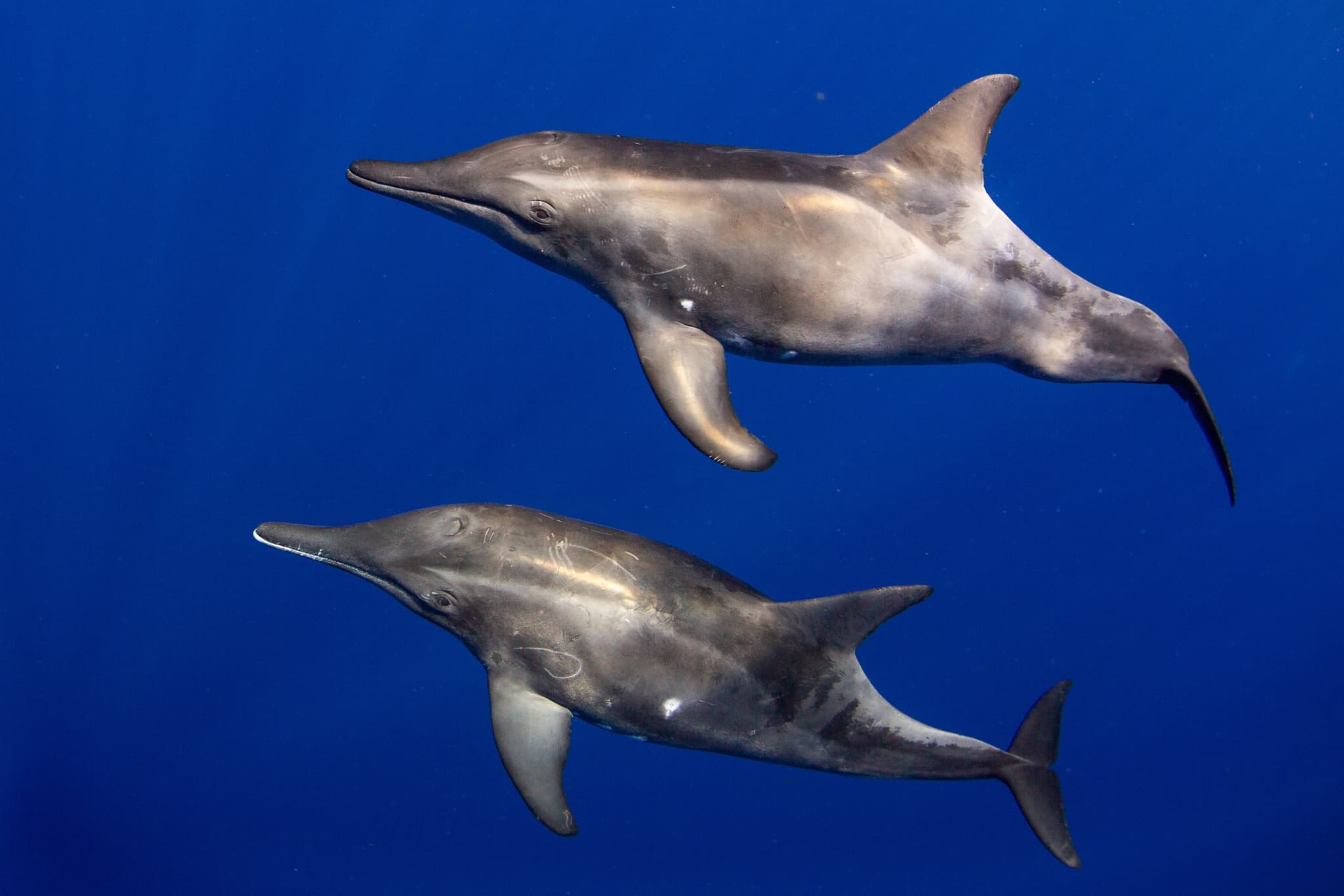 Cetacean Observation