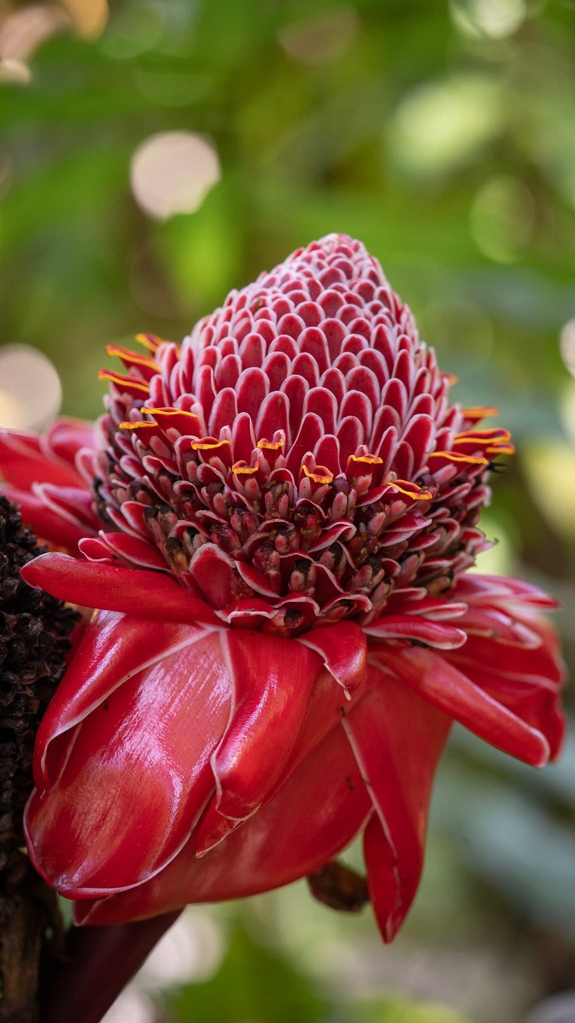 Pa’ia Town & Waterfall Hike