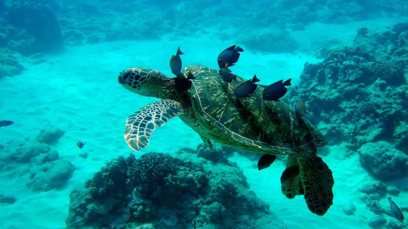 Wildlife in Depth - Shared Charter