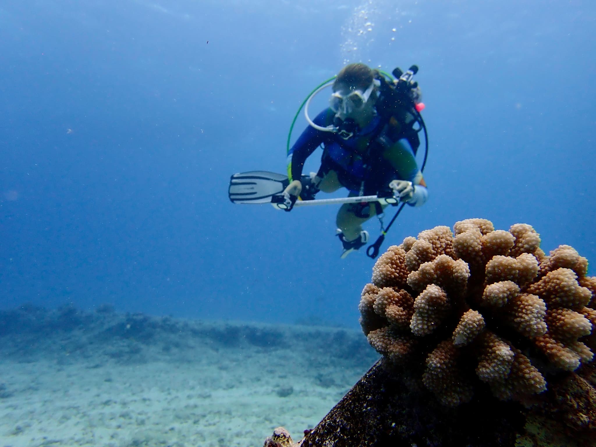 Marine Research Internship