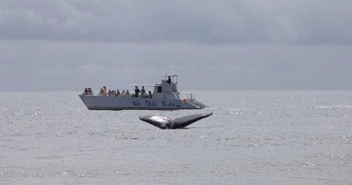 Na Pali Coast Tour on the amazing Na Pali Kai III