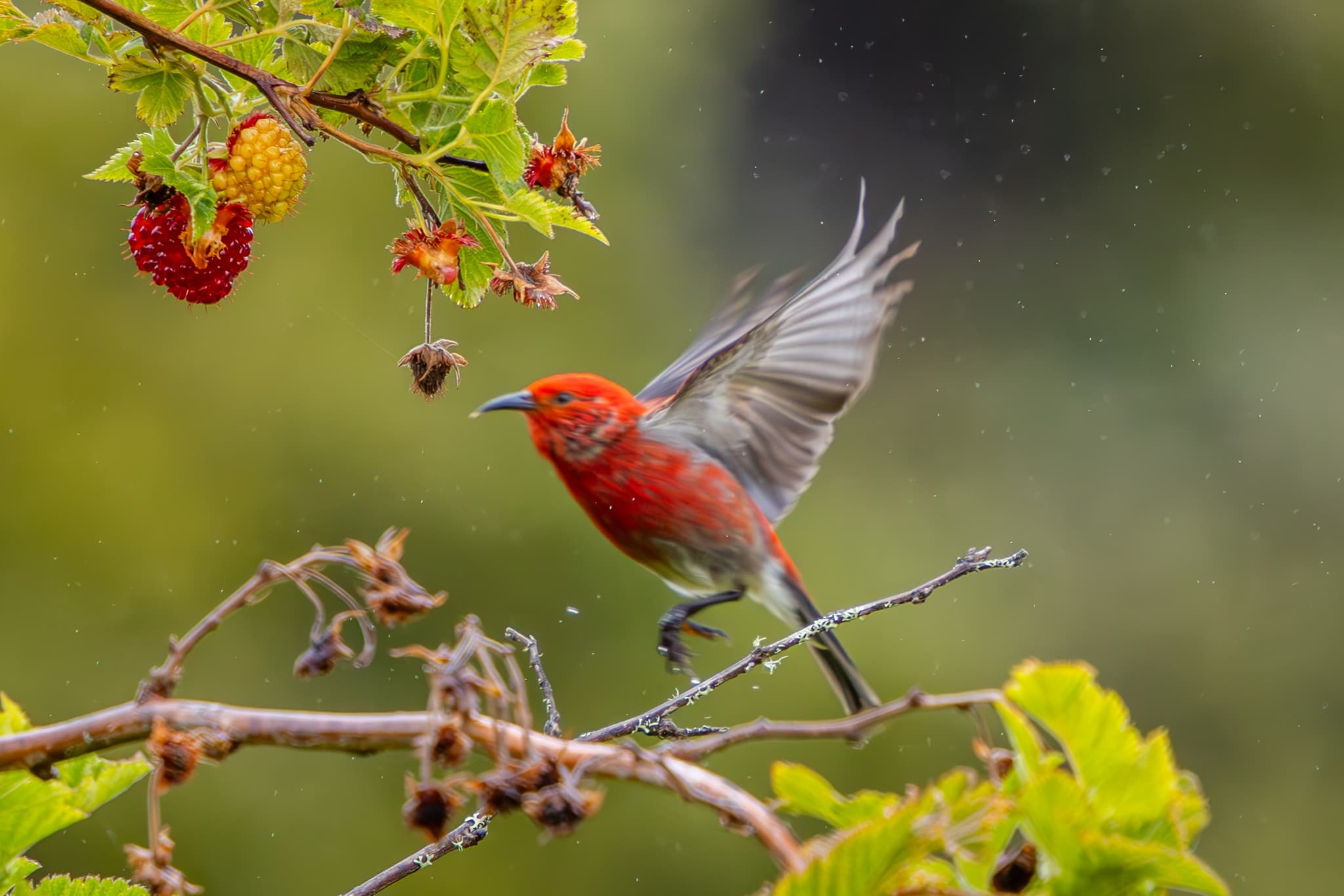 Big Island Birdwatching