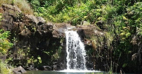 Botanical Tour and waterfall swim at The Mauna Kea Cloudforest Bioreserve