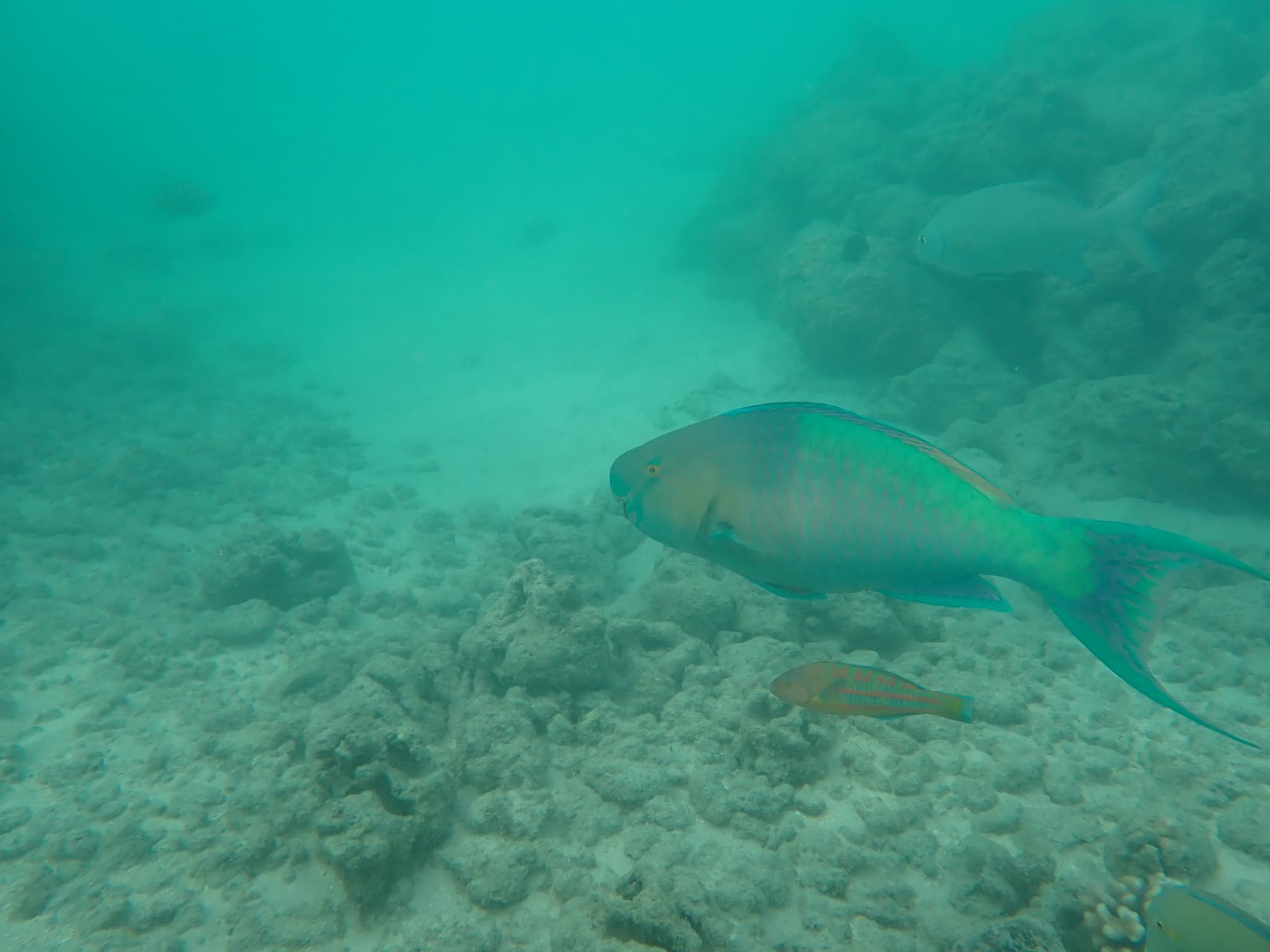 Haunauma Bay Snorkel Tour