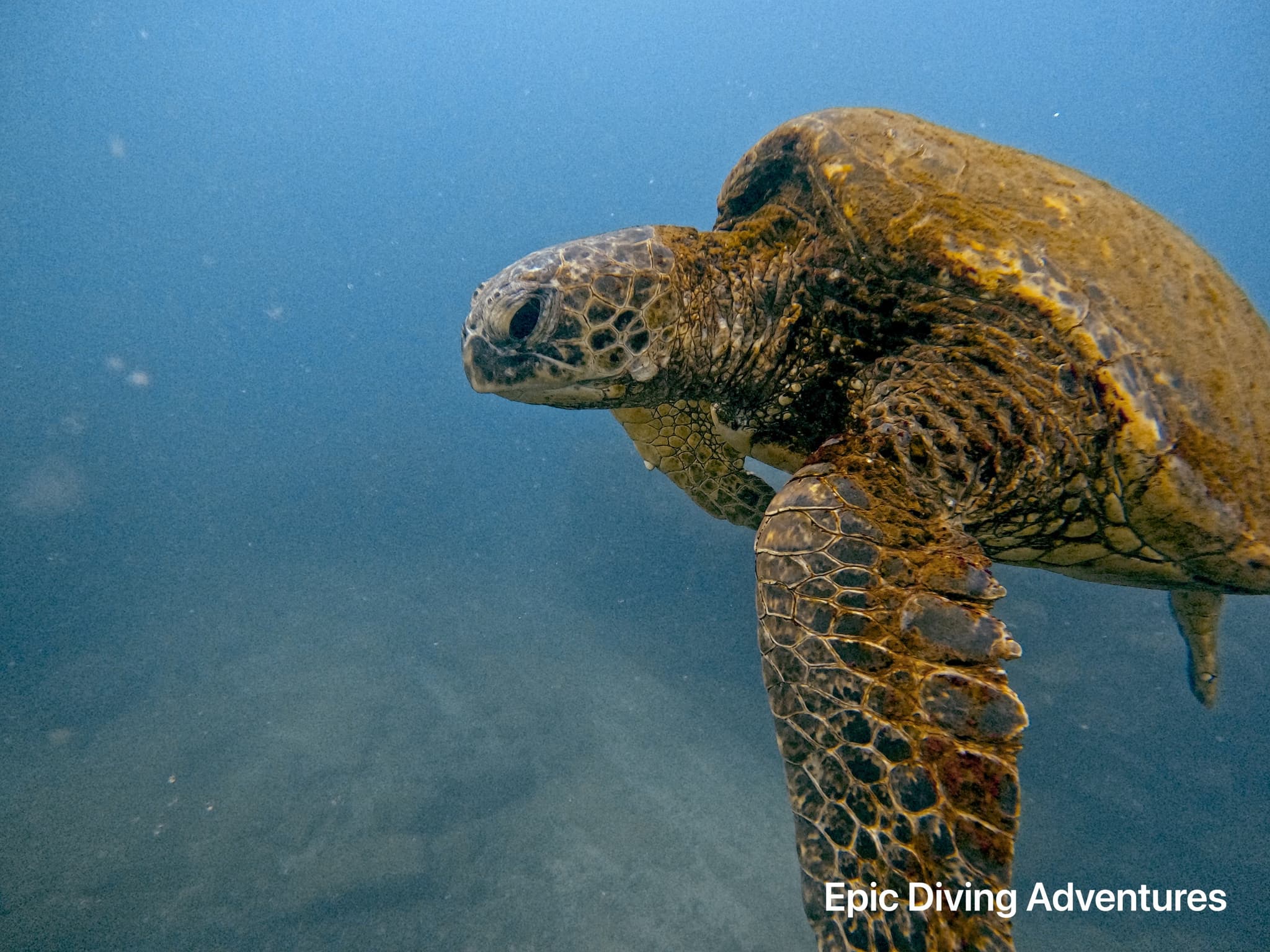 Snorkel with the Hawaiian Honu