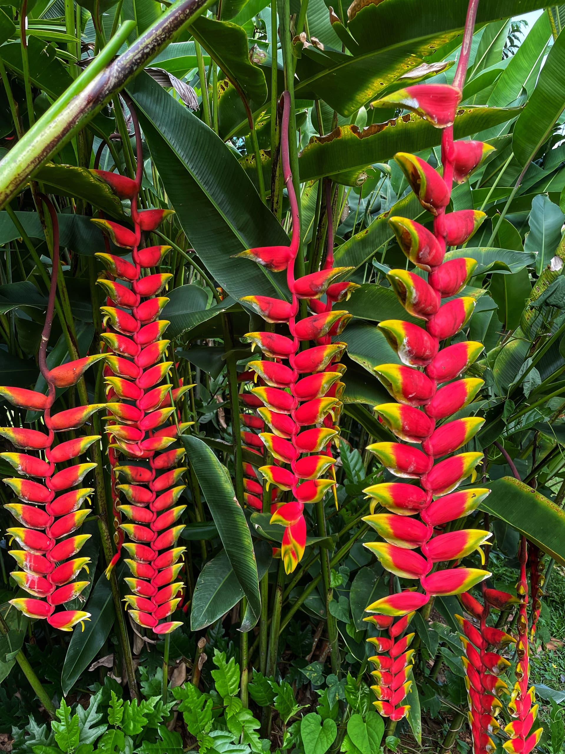 Hamakua Chocolate Farm Tour and Tasting