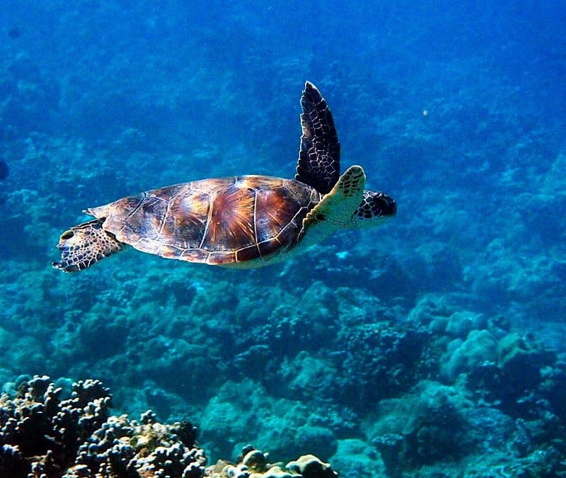 2 Tank Boat Dive - Hilo's Remote Tropical Reef