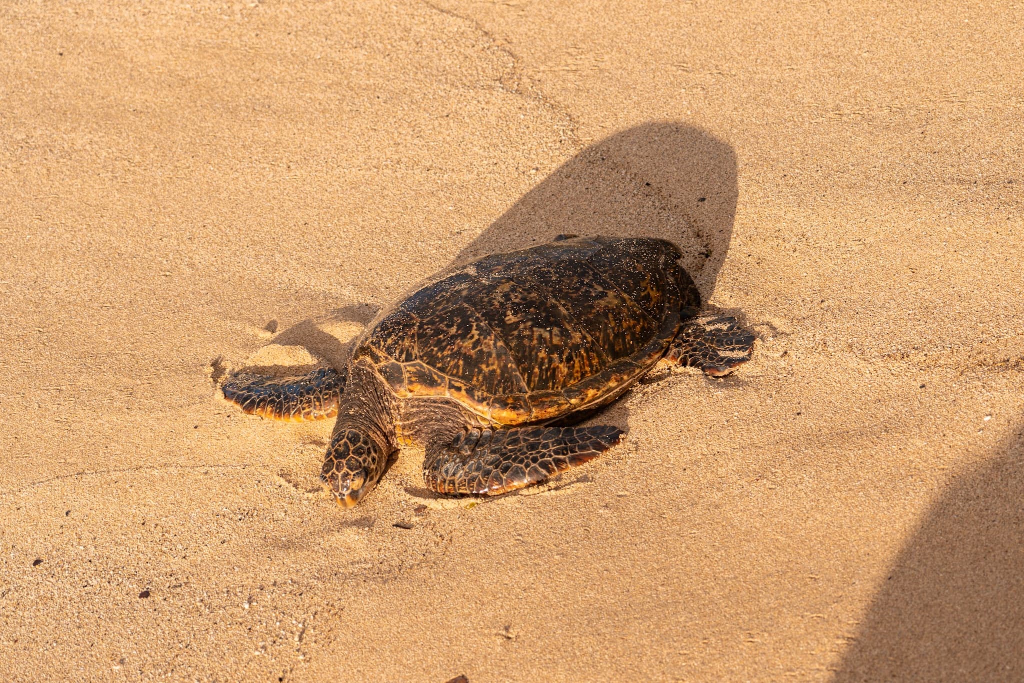 Pa’ia Town & Waterfall Hike