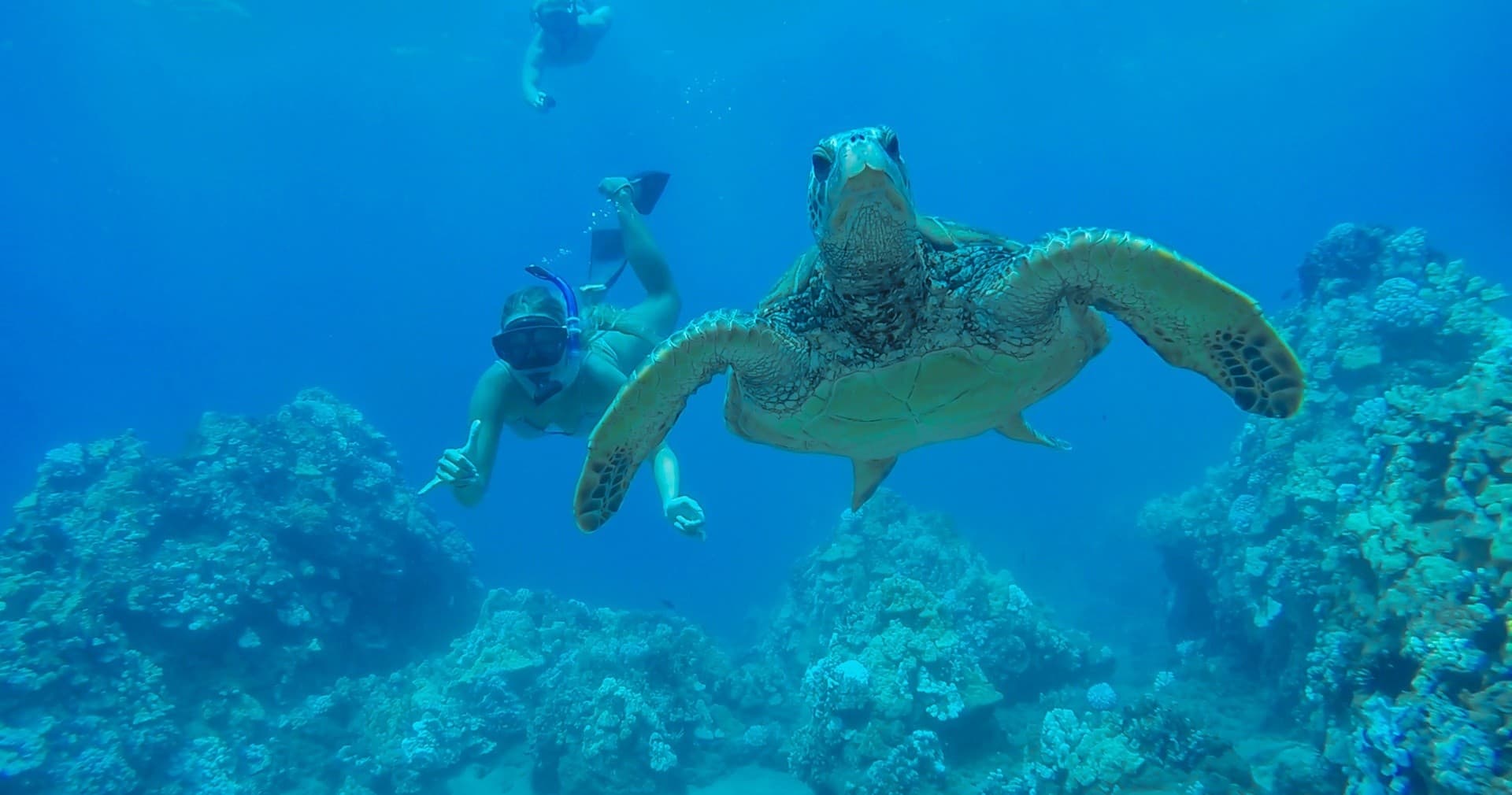 Pride of Maui: Afternoon Turtle Town Snorkel Tour