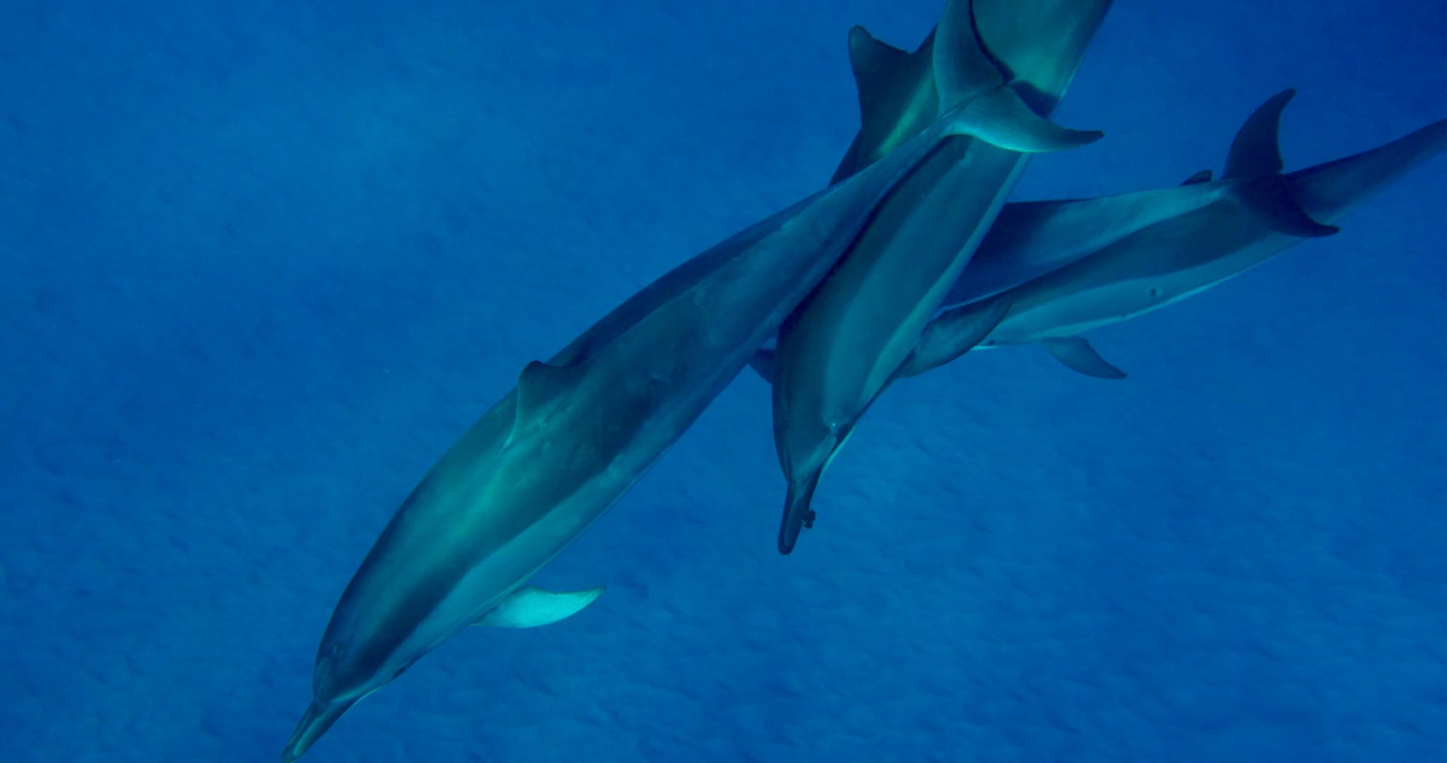 Midday Meander: Kealakekua Bay Kayak and Snorkel Tour