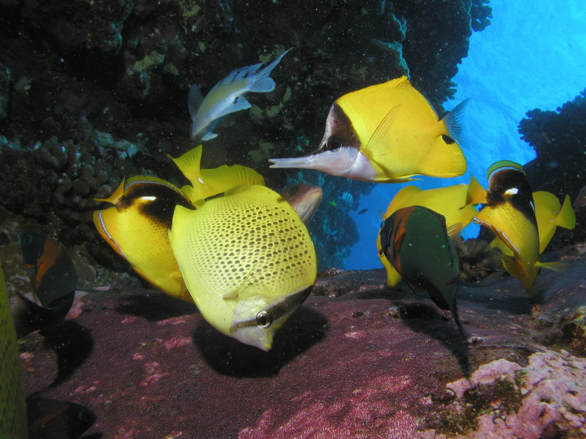 Black Rock Shore Dive